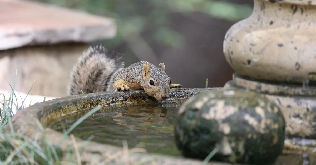 backyard water fountains