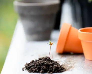Should You Mix Used Potting Soil with Fresh? 3 Pro Tips Should You Mix Used Potting Soil with Fresh? 3 Pro Tips