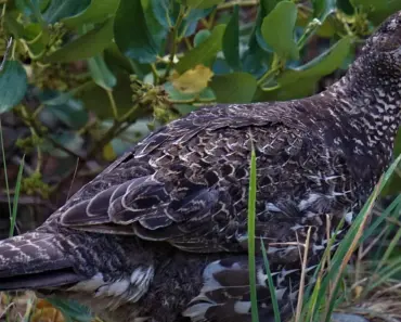 7 Native Birds That Call Pacific Northwest Home 7 Native Birds That Call Pacific Northwest Home