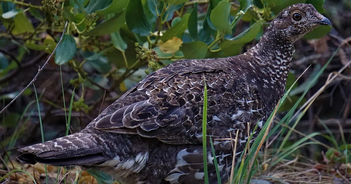 pacific northwest birds