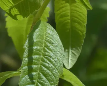 7 Lemon-Scented Plants to Fragrance Your Driveway Path 7 Lemon-Scented Plants to Fragrance Your Driveway Path