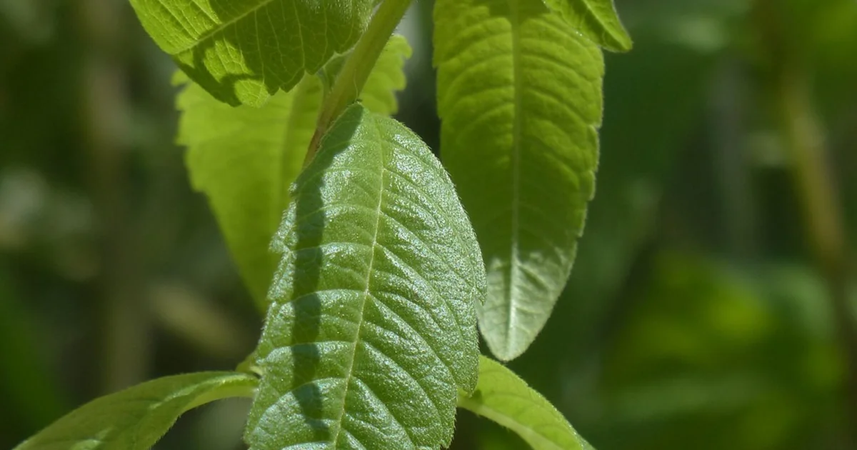 lemon scented driveway plants