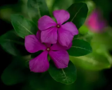 23 Best Tiny Flowers to Transform Your Garden 23 Best Tiny Flowers to Transform Your Garden