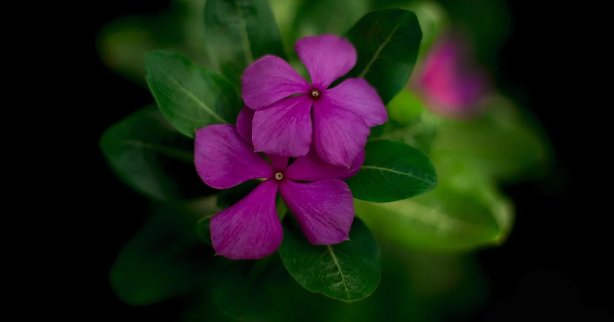 best tiny flowers