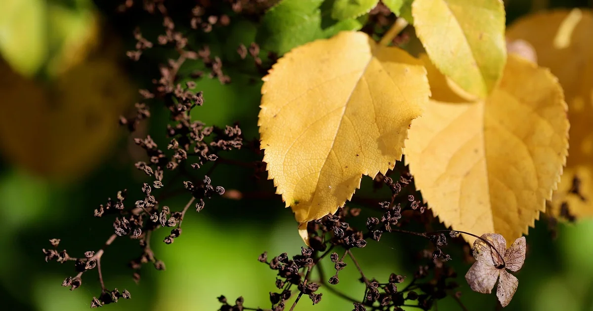 yellowing hydrangea leaves