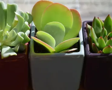 7 Quick Clever Small Space Container Garden Ideas