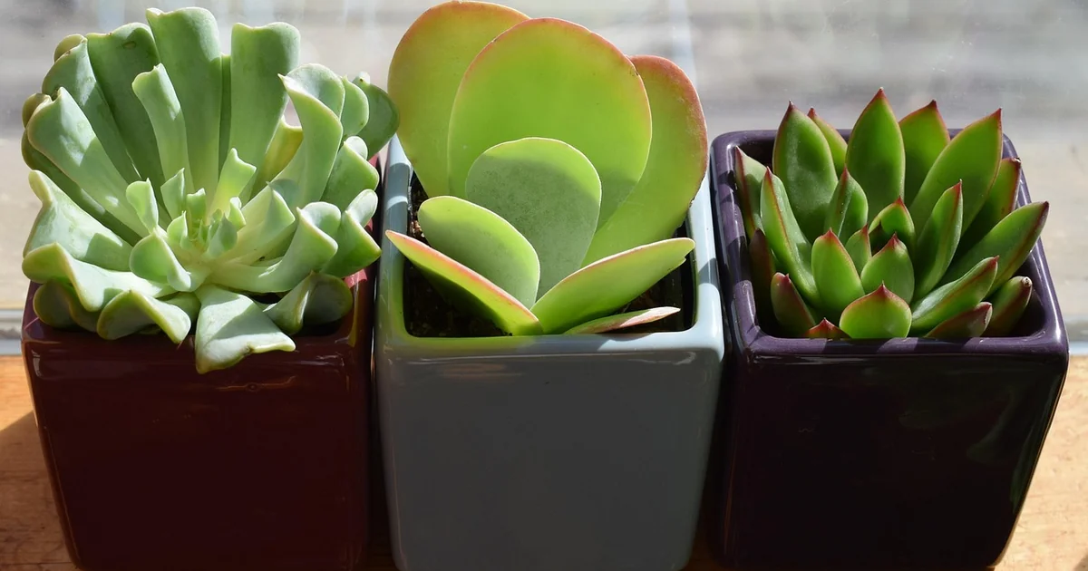 small container garden