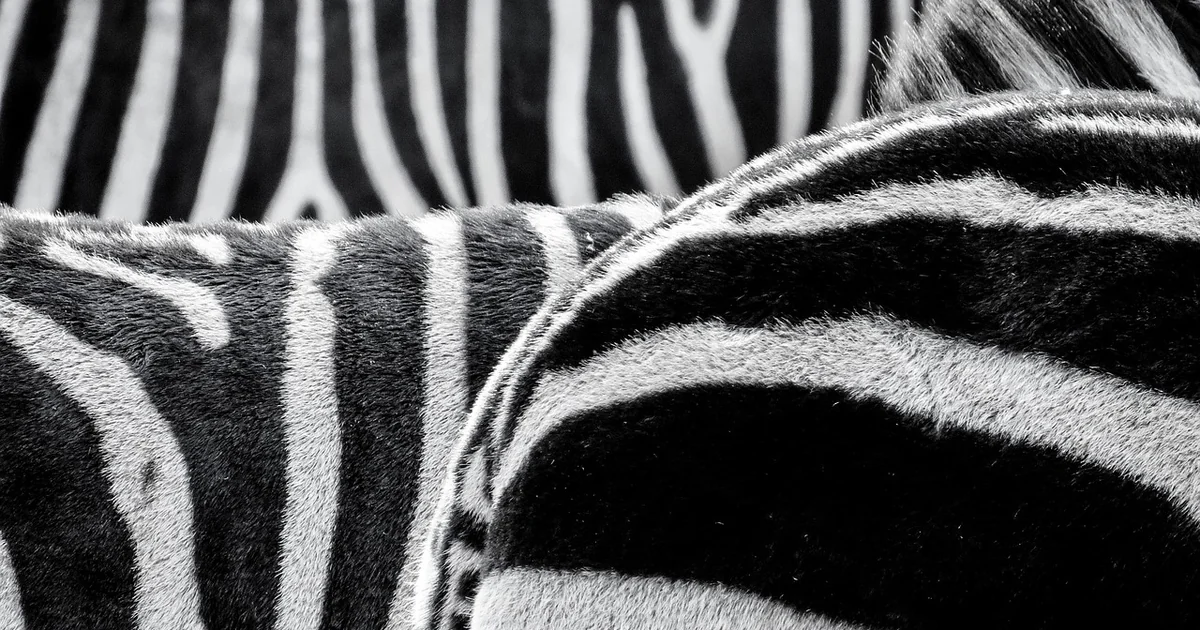 striped trousers trend