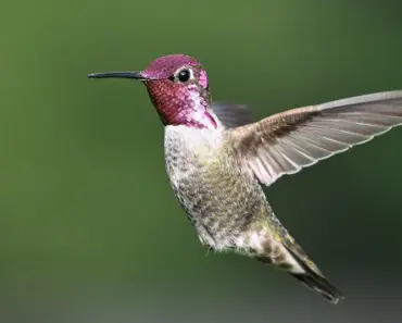 7 Secrets to Attract Hummingbirds