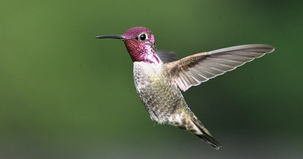 attract hummingbirds