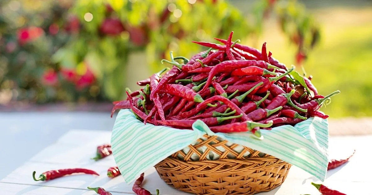 cayenne pepper squirrels
