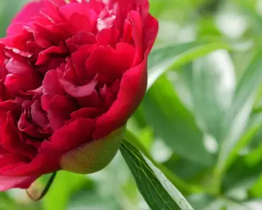7 Peony Care Tips for a Thriving May Garden
