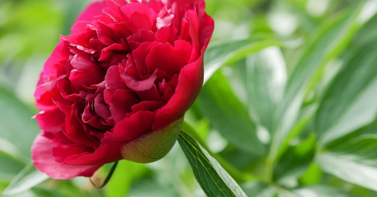 peony care may