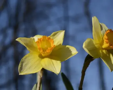 Susan’s 7 Spring Garden Bloom Tips for Michigan Susan’s 7 Spring Garden Bloom Tips for Michigan