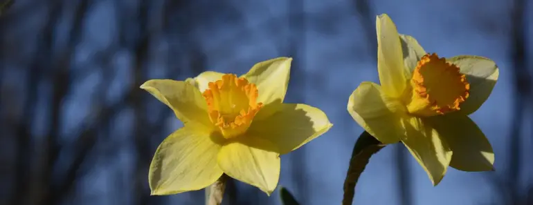 Susan’s 7 Spring Garden Bloom Tips for Michigan