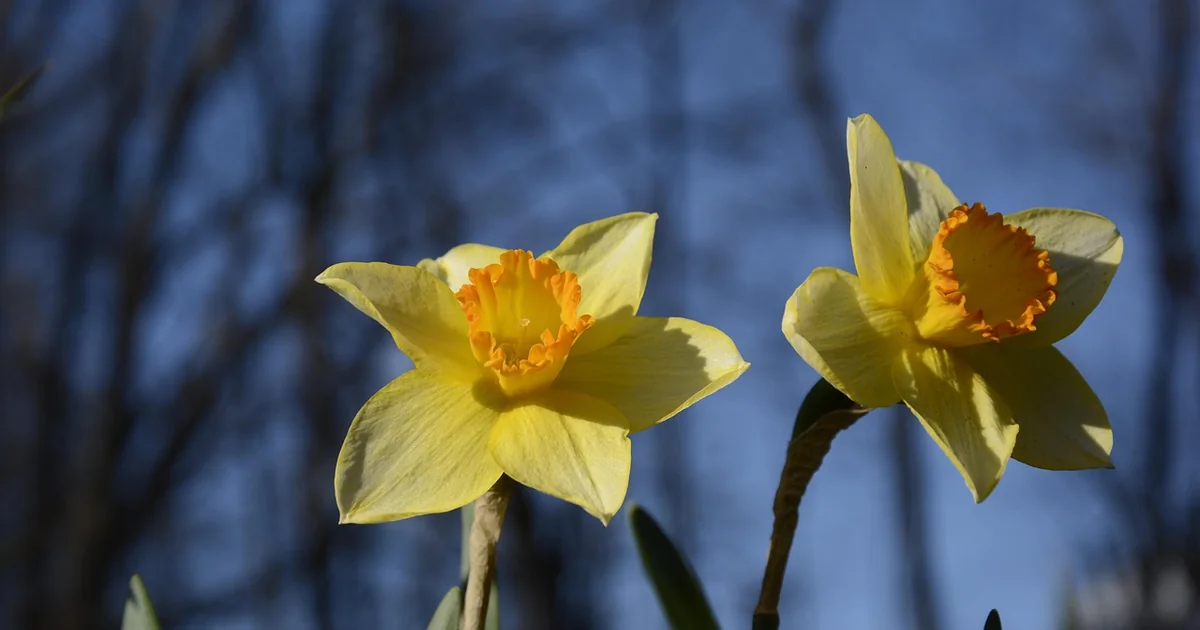 michigan spring blooms