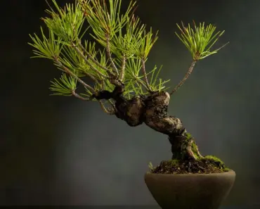 19 Bonsai Tree Types & Species to Grow 19 Bonsai Tree Types & Species to Grow