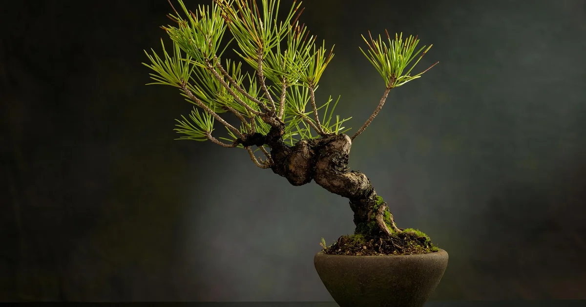 bonsai tree types