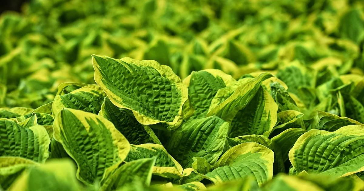 7 Best Perennials to Plant in May