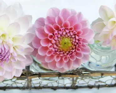 7 Mother’s Day Gifts for Garden-Obsessed Moms