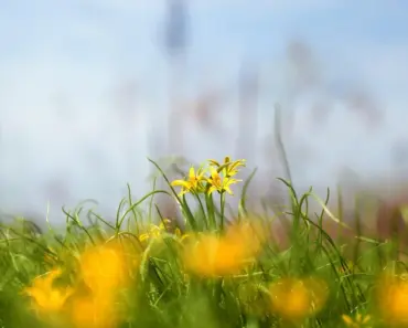 13 Accent Plants Landscape Designers Love