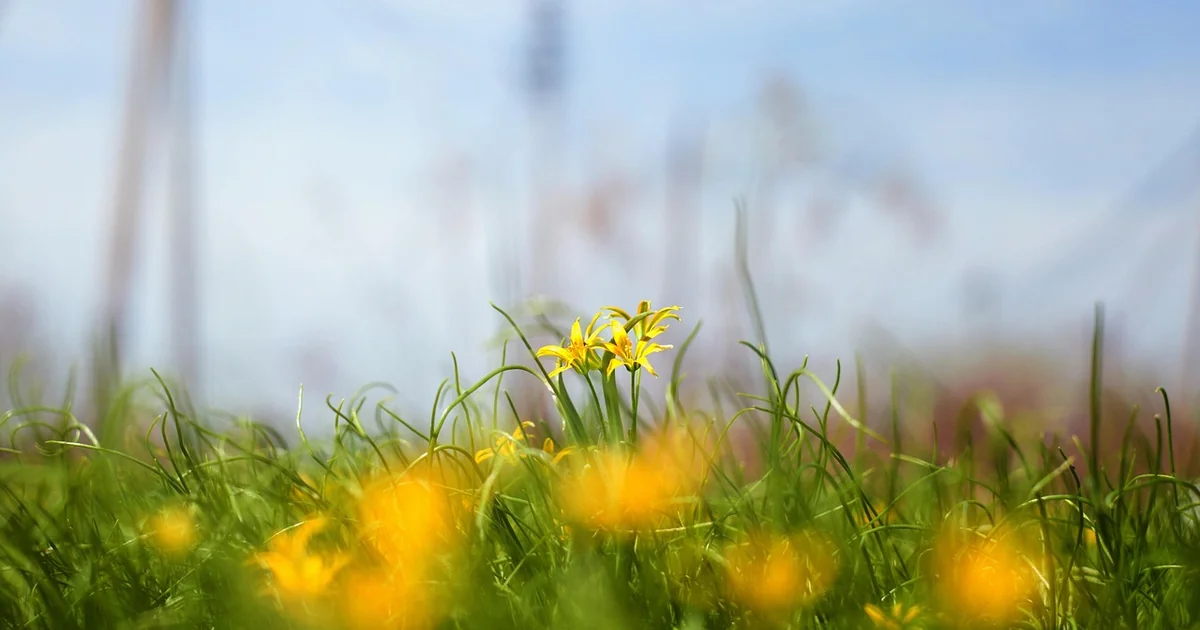accent plants landscape