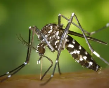 5 Ways to Use a Bat Box for Natural Mosquito Control