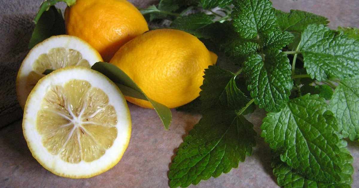 lemon balm soap