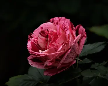 5 Rare Spring Week Blooms in Kit’s Ohio Garden