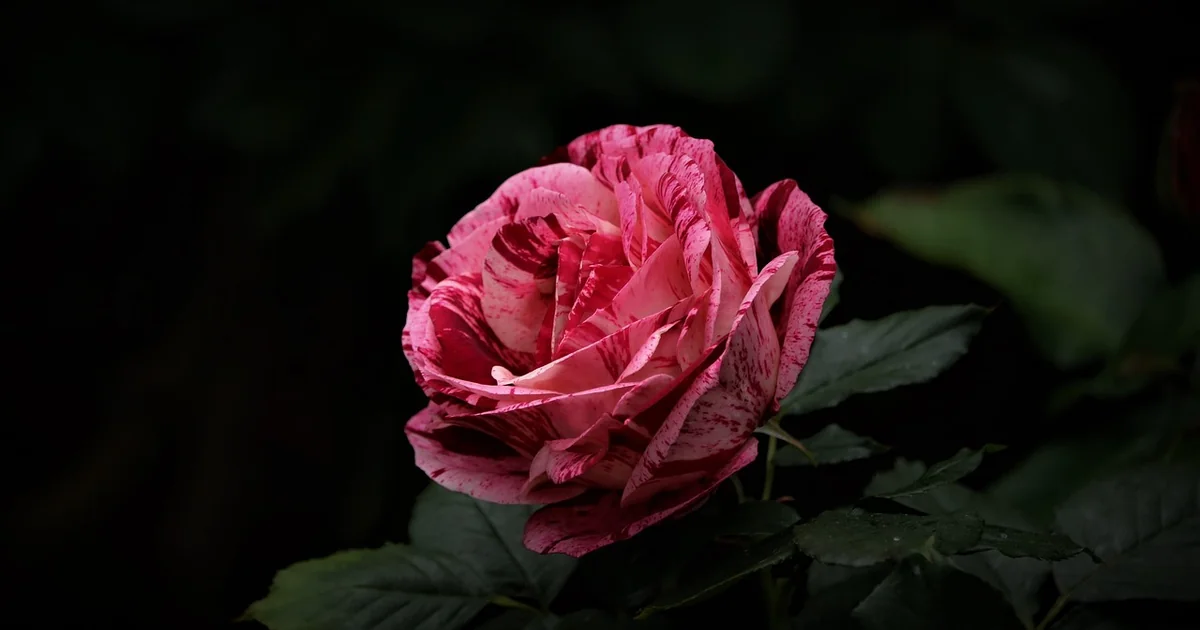 rare spring garden blooms