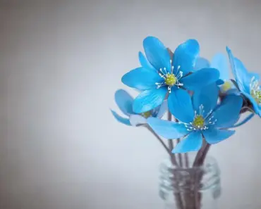 These 7 Pretty Blue Spring Flowers Take Over Gardens These 7 Pretty Blue Spring Flowers Take Over Gardens