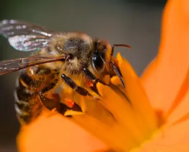 13 Pollinator Garden Choices, Four Seasons Long