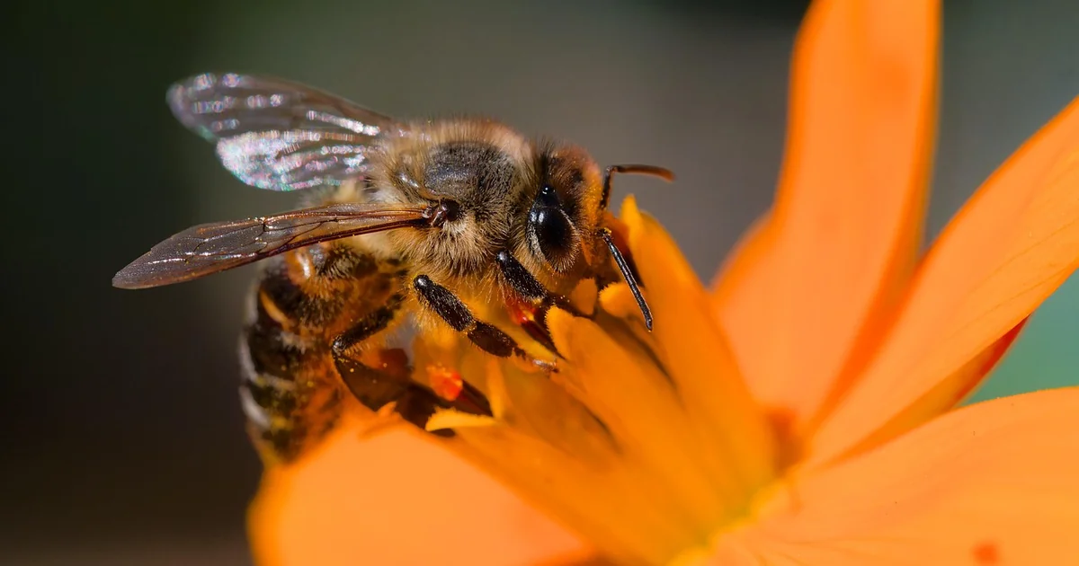 pollinator garden plants