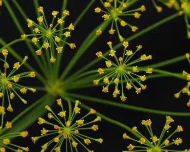 13 Must-Have Companion Plants for Dill 13 Must-Have Companion Plants for Dill