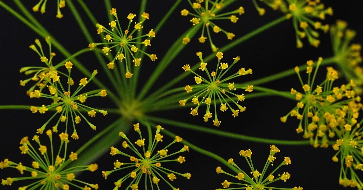 dill companion plants