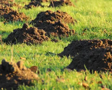 Get Rid of Lawn Weeds with These 7 Easy Methods Get Rid of Lawn Weeds with These 7 Easy Methods