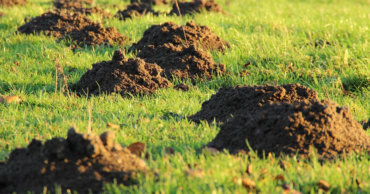 lawn weed removal