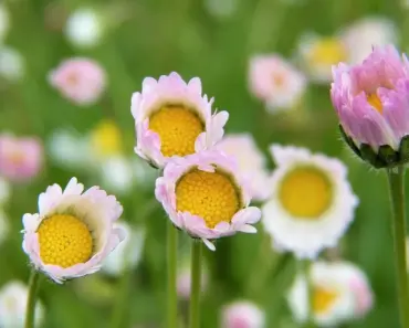 Soaring Prices? Try These 3 Fertilizer Alternatives