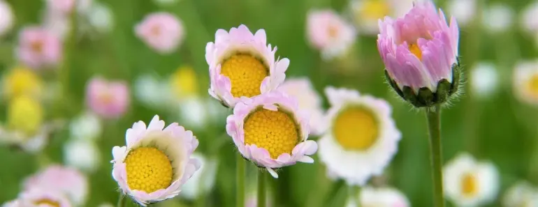 Soaring Prices? Try These 3 Fertilizer Alternatives