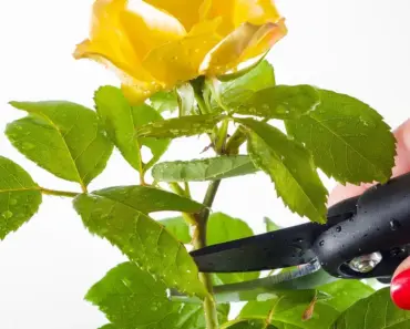 7 Plants to Prune Fearlessly This May