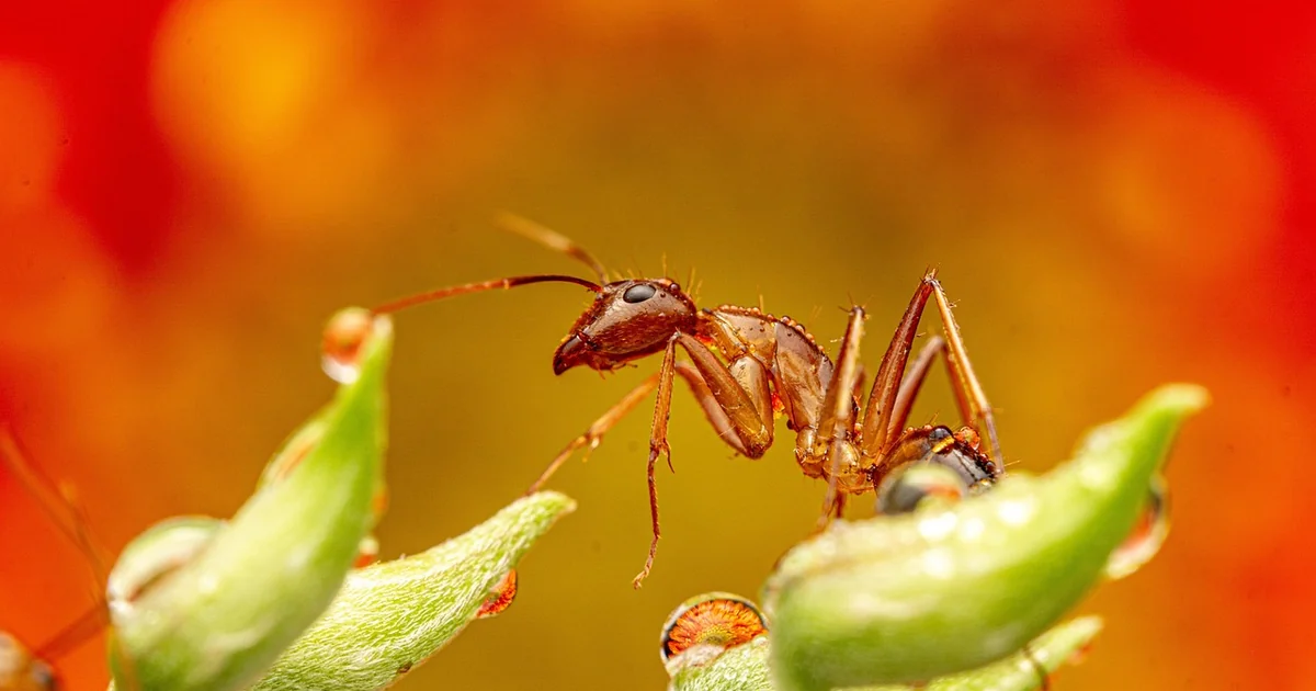 Does Diatomaceous Earth Kill Ants? 7 Expert Recommendations