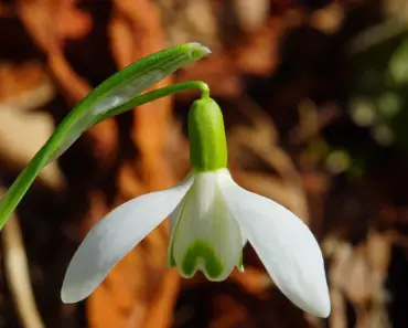 5 Signs Spring Arrives in Dawn’s Ohio Garden 5 Signs Spring Arrives in Dawn’s Ohio Garden