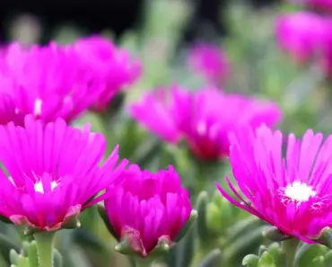 5 Tough Drought-Tolerant Perennials for Every Garden 5 Tough Drought-Tolerant Perennials for Every Garden