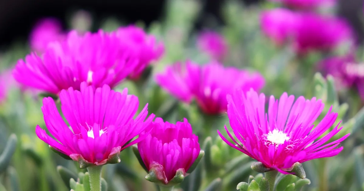 drought tolerant perennials