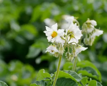 7 Edible Flowers to Start Growing in May for Fabulous Flavor