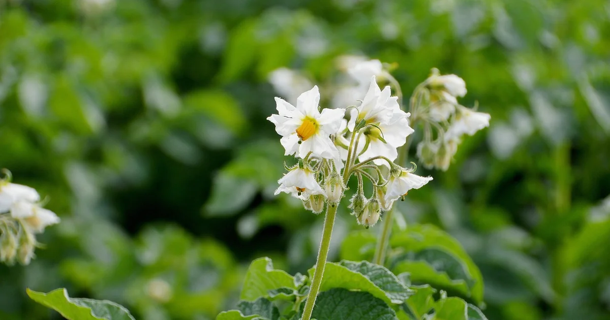 growing edible flowers