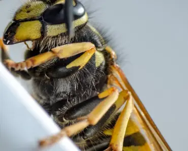 7 Steps to Get Rid of Ground Wasps 7 Steps to Get Rid of Ground Wasps