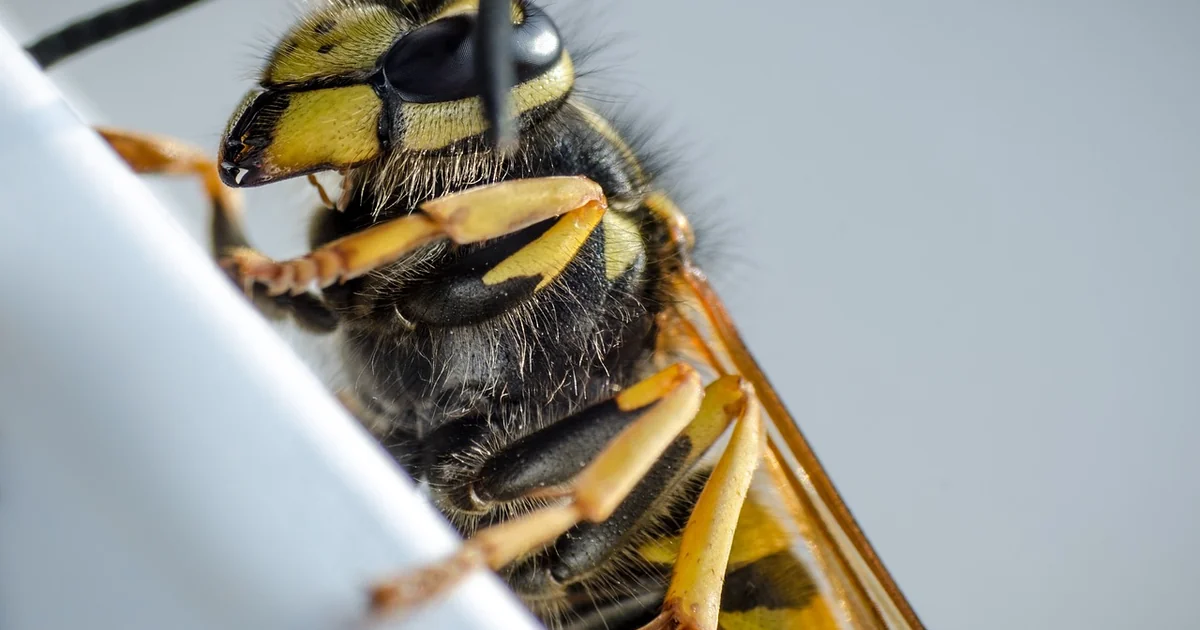 ground wasp removal