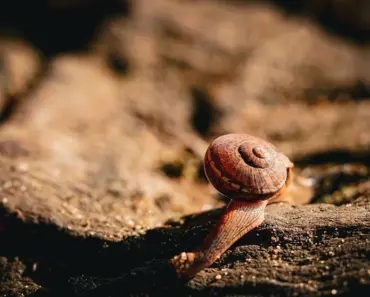 Make a Toad Abode to Get Rid of Slugs: 7 Ways