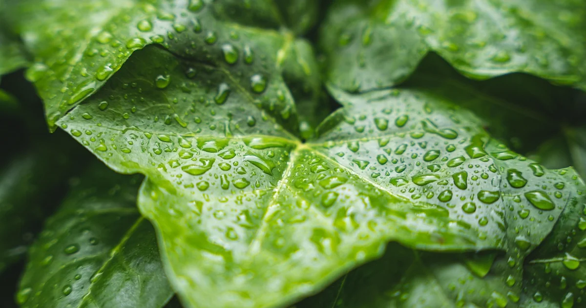best rain gauges